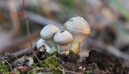 Mushrooms growing from the moss in early autumn in Łagiewnicki Forest, Lodz, Poland.