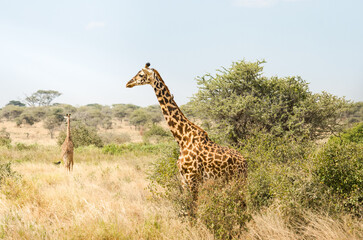 Giraffe in the savanna. Wild adult giraffe in african safari landscape.