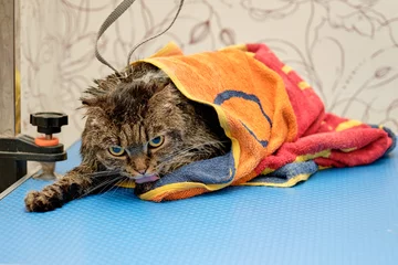 Fotobehang A beautiful wet cat on the grooming table is covered with a dry towel to dry the wool after bathing © Ihar