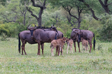 Naklejka na ściany i meble blue wildebeest and their young in the savannah