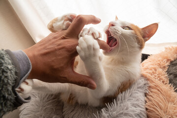 人の手を噛む猫　茶トラ白 - obrazy, fototapety, plakaty