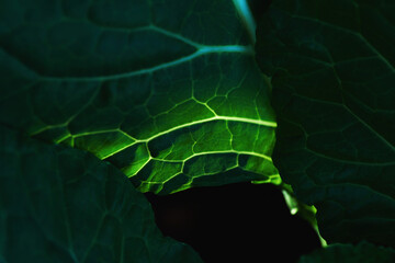 Close-up view of a green leaf of kale with sunlight