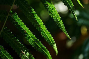 Background of the fern leaves with sunlight