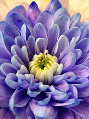 blue and yellow dahlia