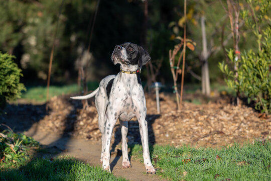 pointer anglais