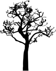 Black silhouette of  tree isolated on white.