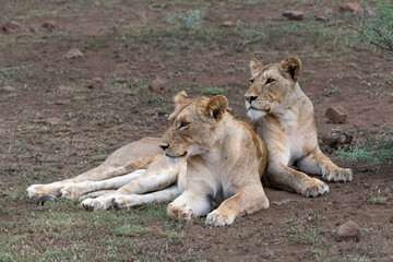 Fototapeta na wymiar Two Lionesses sitting together in the Maasai Mara, Kenya 