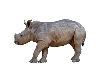 Obraz premium Baby white rhinoceros isolated on transparent background png file