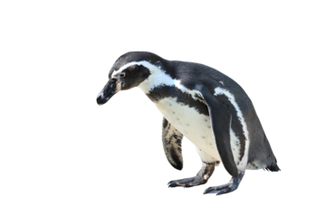 Humboldt penguin standing on white background.