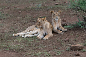 two lionesses sitting down on the mud of the savannah of the Kruger