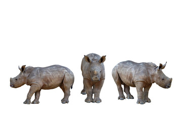Baby white rhinoceros isolated on transparent background png file