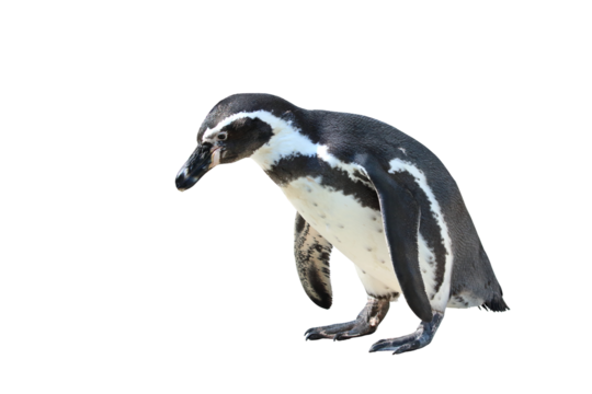 Humboldt penguin standing on white background.