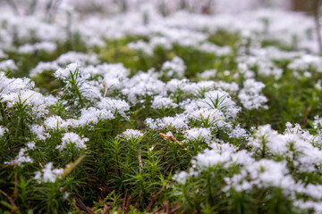 Green moss in the forest covered with snow close-up