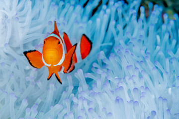 Clownfish live in bleached sea anemone
