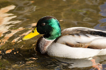 Obraz premium Male mallard Anas platyrhynchos. Lake Yamanako. Yamanakako. Yamanashi Prefecture. Fuji-Hakone-Izu National Park. Honshu. Japan.