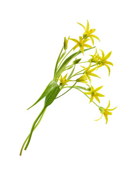 Yellow Gagea lutea flowers, bud and leaves in a small spring bouquet isolated on white or transparent background