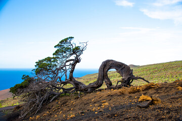 Fototapeta premium tree on the beach