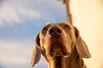 portrait of a dog weimaraner braco