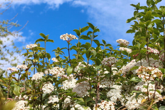 Stunning Scenic View Of White Flowers Bed And Green Leaves Forming A Kind Of Natural Flower Bouquet Under The Clear Blue Sky