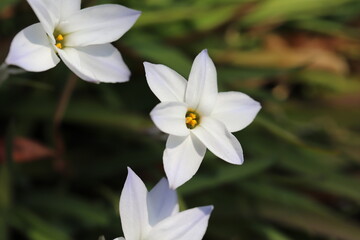 Fototapeta na wymiar 日本の春の庭に咲く白い花韮の花