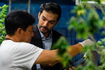 Business man Cannabis farm owner testing hemp oil with his worker