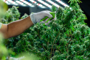 Cannabis farm worker waring rubber glove in marijuana farm cutting young flower shoots