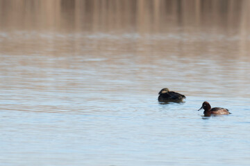 White-eyed pochard swimming on pond