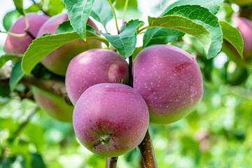 Photography on theme beautiful fruit branch apple tree