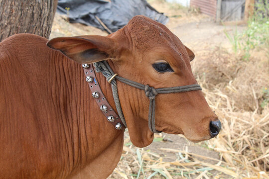The zebu (Bos indicus or Bos taurus indicus), sometimes known in the plural as indicine cattle or humped cattle. Desi breed of cattle is gaining popularity in India due to demand in A2 milk