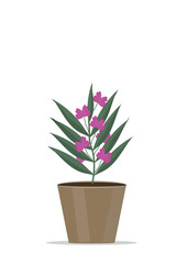 indoor plant flowers in a pot green vector illustration