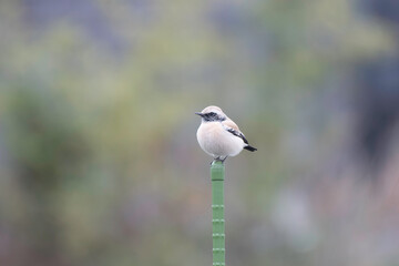 Desert wheatear appeared in residential area
