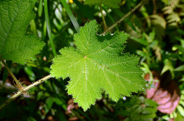 Rubus indicus has green leaves, rough textured, hairy and has not tight thorns all over the tree.