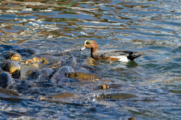 Male Eurasian wigeon Mareca penelope and Eurasian carps Cyprinus carpio feeding. Lake Yamanako. Yamanakako. Yamanashi Prefecture. Honshu. Japan.