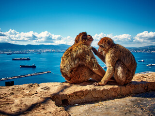 małpy na Gibraltarze