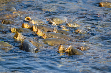 Eurasian carps Cyprinus carpio waiting for food. Lake Yamanako. Yamanakako. Yamanashi Prefecture. Fuji-Hakone-Izu National Park. Honshu. Japan.