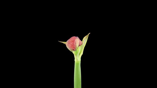 Time lapse of opening Hot Peacock amaryllis Christmas flower in RGB + ALPHA matte format isolated on black background
