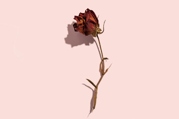 Dried withered red rose flower on pink paper background and copy space. Top view of beautiful...