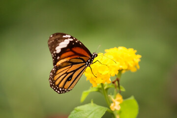 Fototapeta na wymiar black striped orange butterfly nourishing on yellow flower