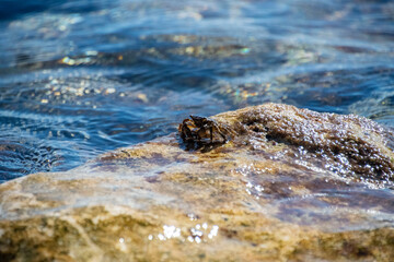 Crab at Sea
