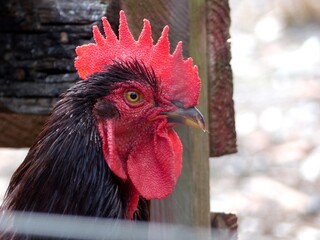 tête de coq noir avec une magnifique crête rouge et son œil vif nous regardant dans une ferme...