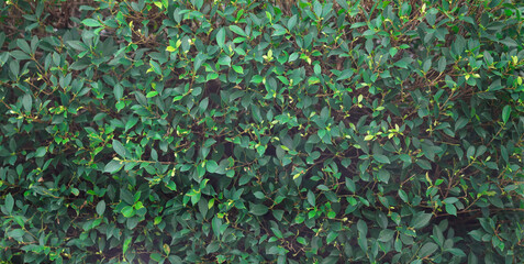 greenery bush leaves cut background