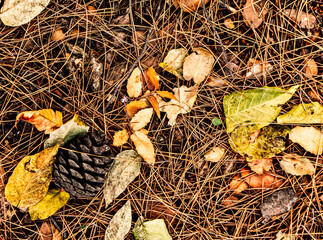 Pine needles and leaves on the autumn ground. A simple natural background.