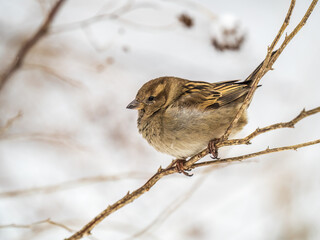 Sparrow sits on a branch without leaves.