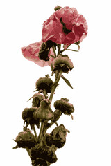 Pink flower blossom of the hollyhock