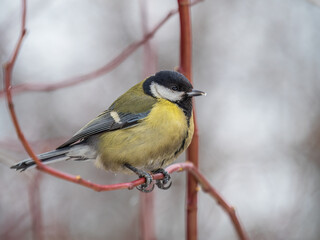 Cute bird Great tit, songbird sitting on a branch without leaves in the autumn or winter.
