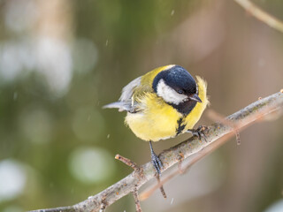 Cute bird Great tit, songbird sitting on a branch without leaves in the autumn or winter.