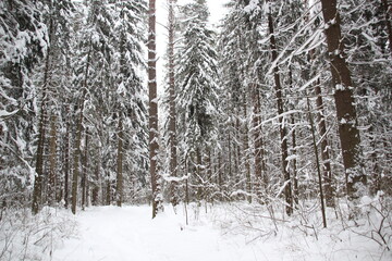 Fototapeta na wymiar snow covered trees in winter December forest in cloudy white day
