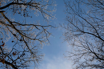 Frozen Tree. Leafless Tree Branches Covered by Hoarfrost. Sunny Winter Day. No People. White Frosted Twigs Against the Blue Cloudless Sky.
