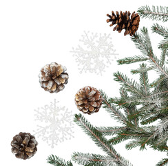New Year and Christmas decorations, Christmas fir branches