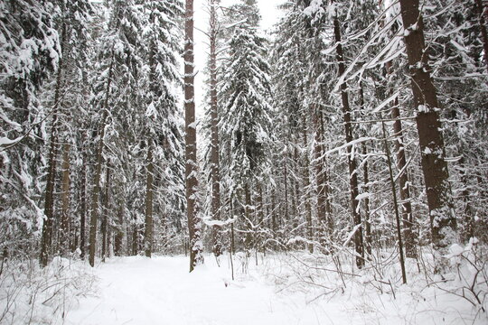 snow covered trees in winter December forest in cloudy white day